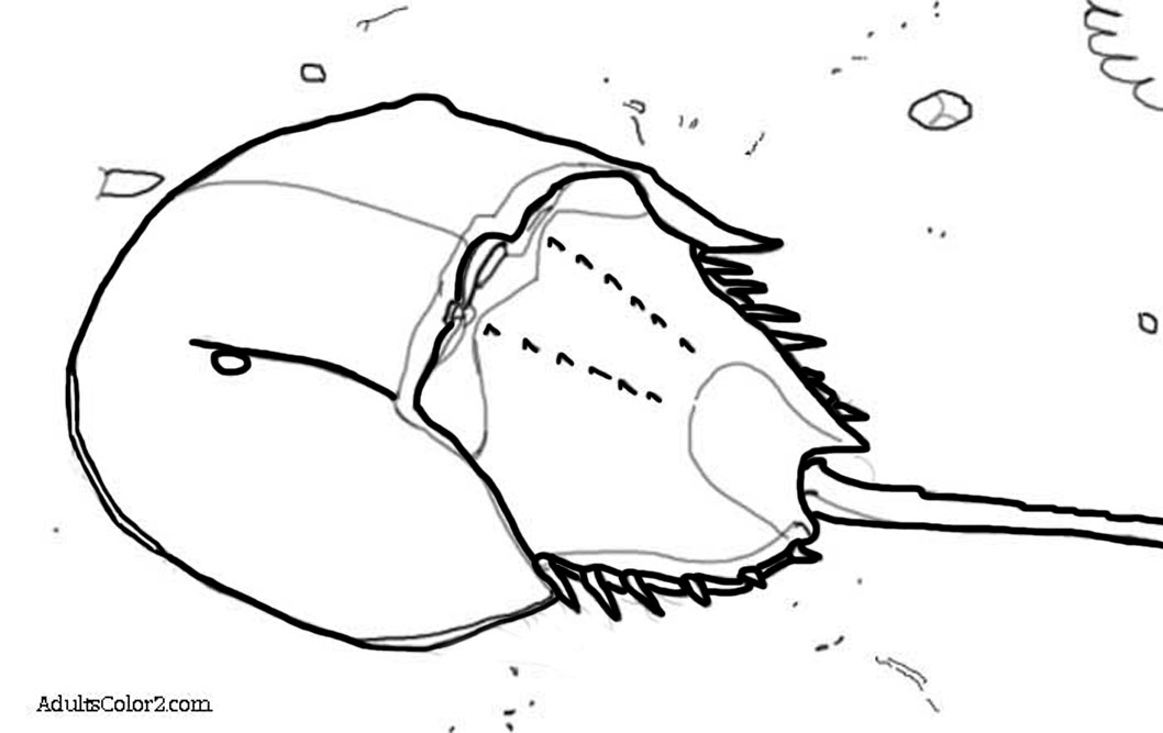 Coloriage d'un crabe sur le sable avec des éléments marins