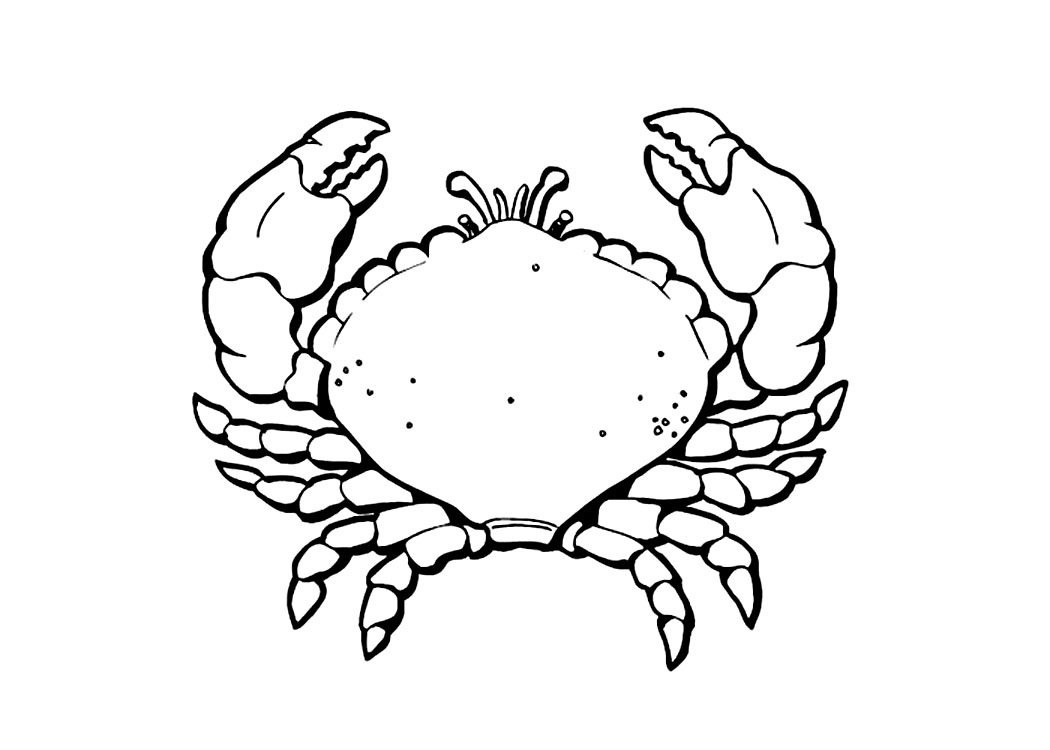 Un crabe joyeux sur le sable de la plage