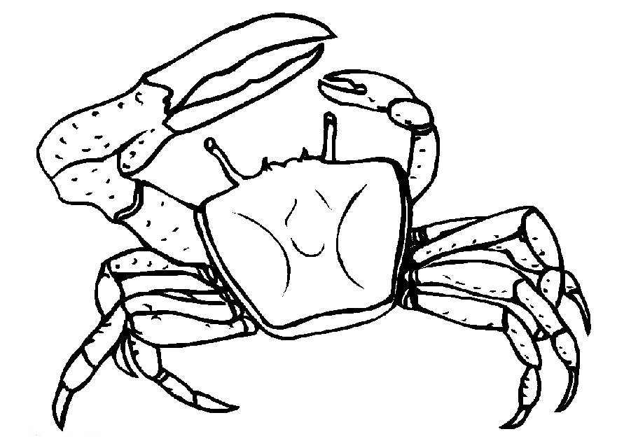 Un crabe joyeux sur le sable d'une plage ensoleillée
