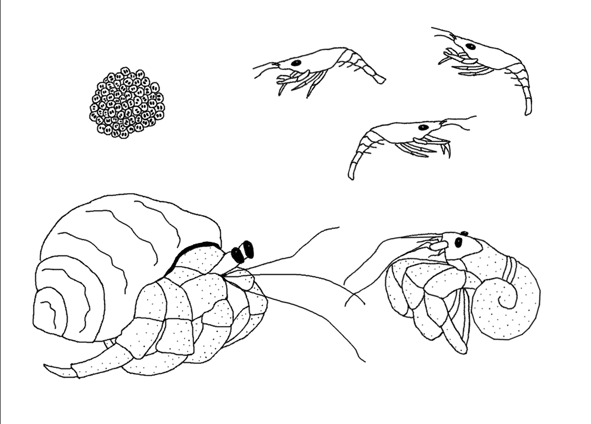 Un crabe joyeux sur le rivage ensoleillé