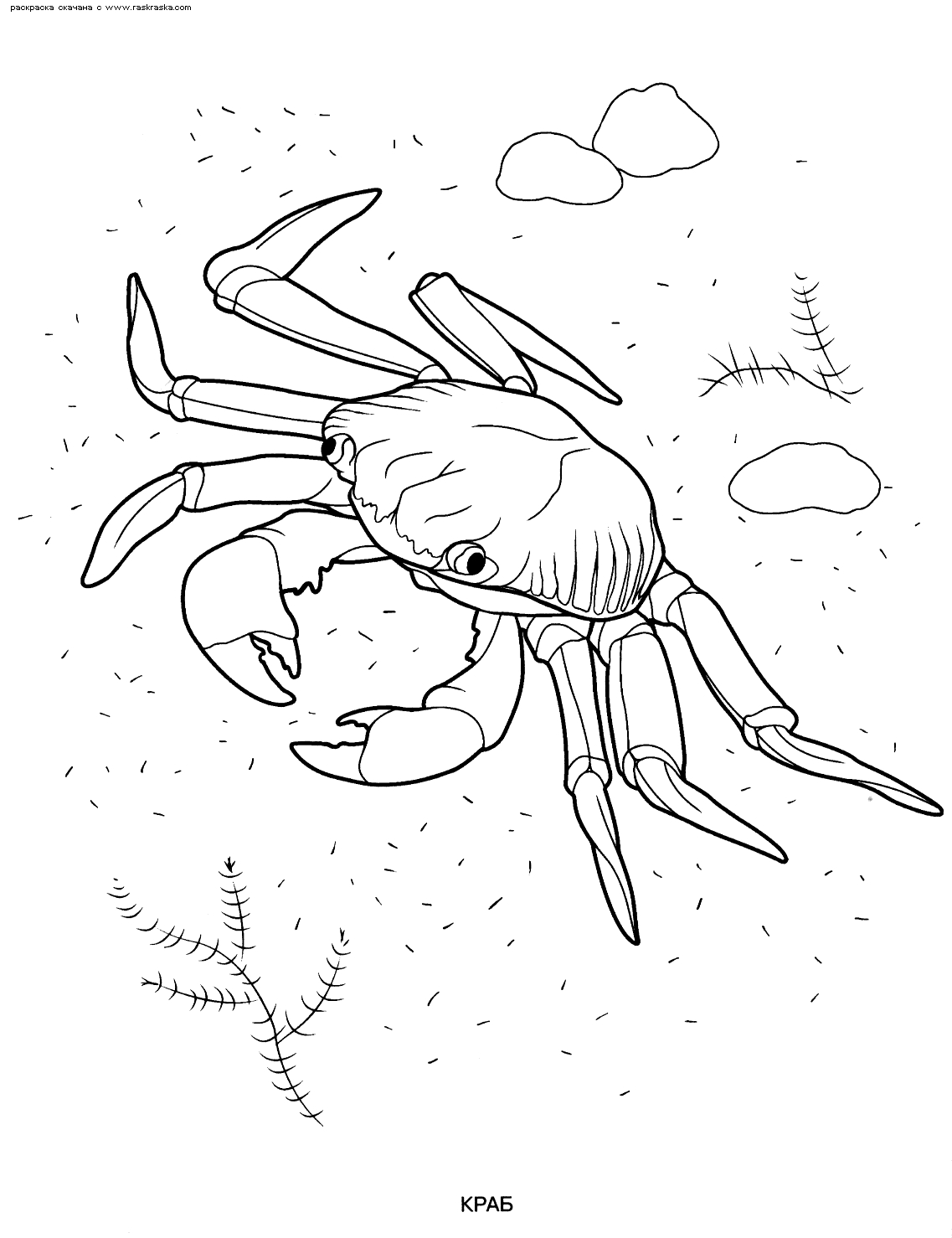 Un crabe amusant sur le rivage en pleine activité