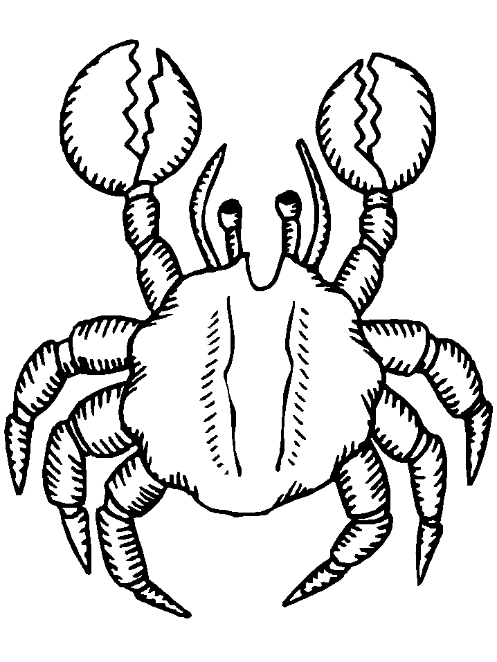 Un crabe amusant sur le sable de la plage