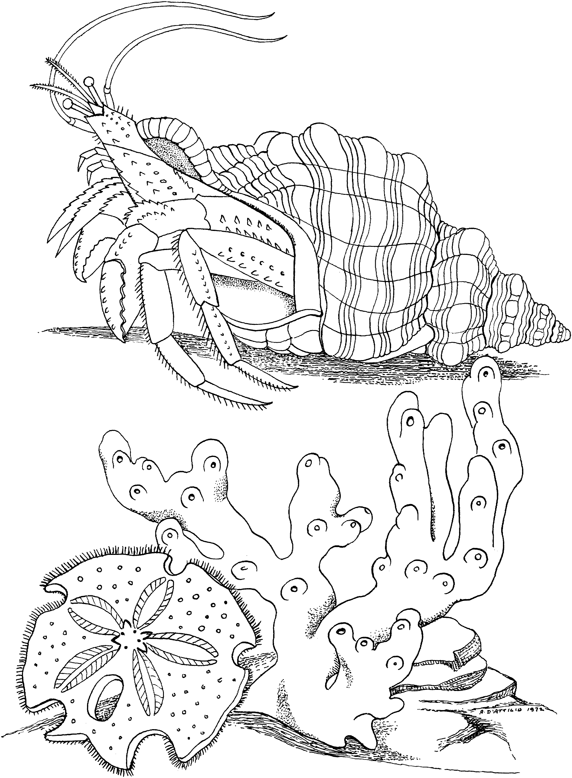 Un crabe joyeux se prélassant sur le sable