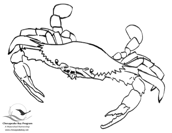 Un crabe joyeux sur le rivage sous un ciel ensoleillé