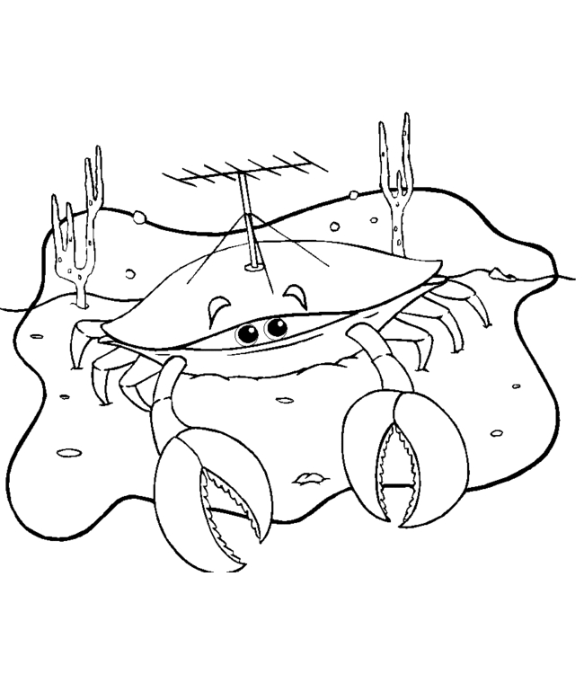 Un crabe souriant sur le rivage en pleine promenade