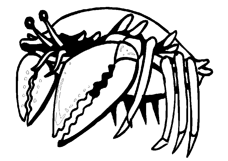Coloriage d'un crabe sur le sable avec des algues
