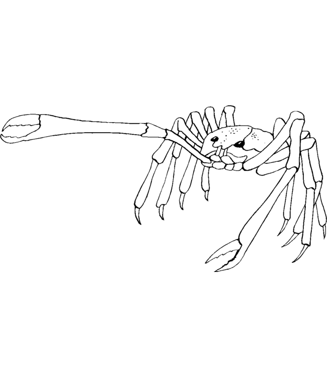 Coloriage d'un crabe sur le sable au bord de la mer