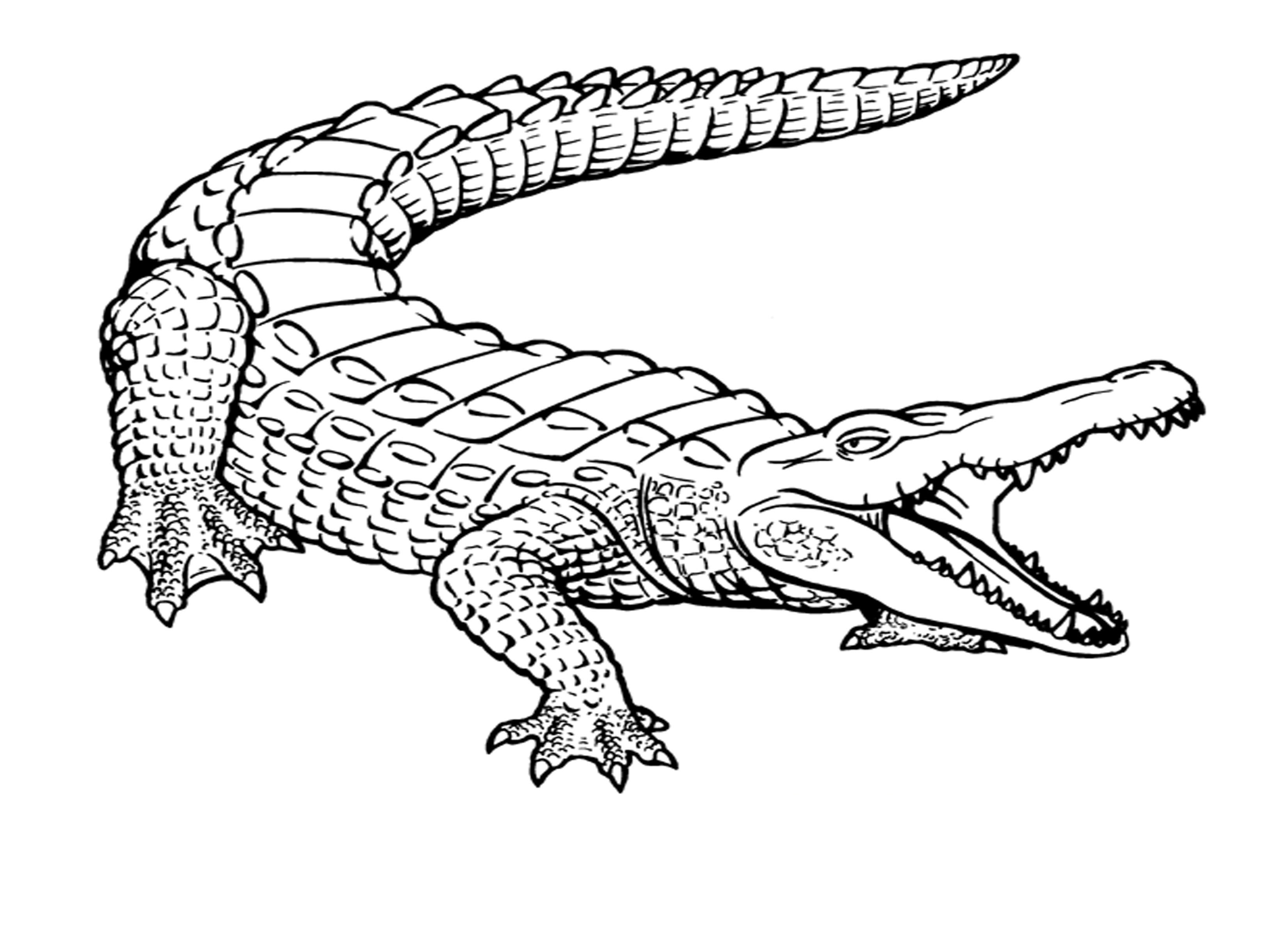 Crocodile se prélassant au bord de l'eau