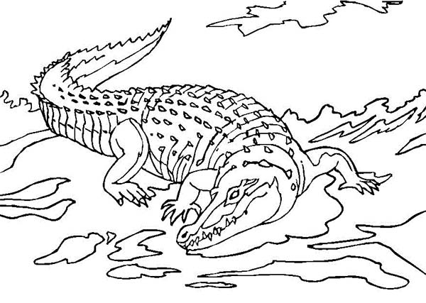 Coloriage d'un crocodile se reposant au bord d'une rivière