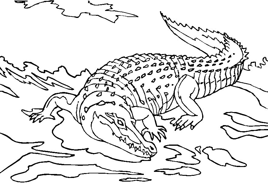 Un crocodile souriant sur une berge ensoleillée