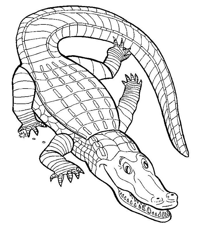 Un crocodile souriant se prélasse au bord d'une rivière