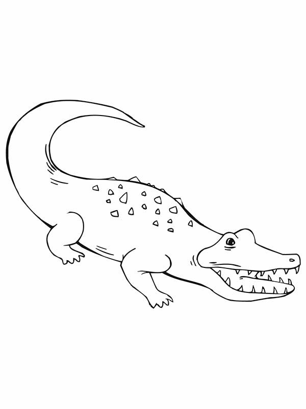 Un crocodile se prélassant sur une rive ensoleillée