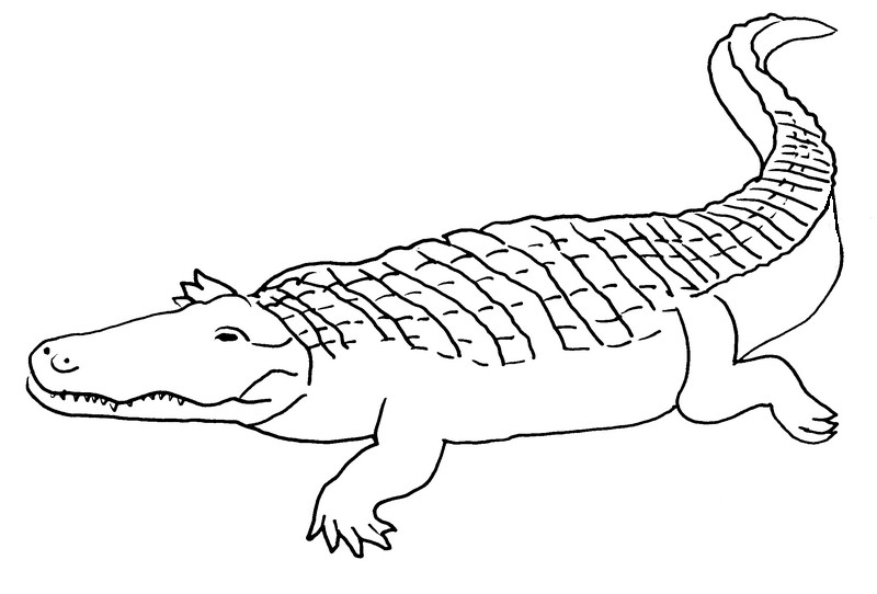 Un crocodile souriant en pleine nature aquatique Un crocodile souriant en pleine nature aquatique