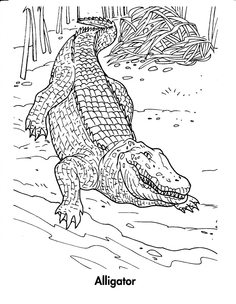 Un crocodile souriant nageant dans l’eau