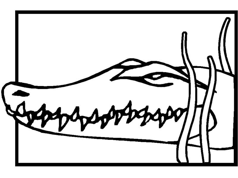Un crocodile amusant sur fond aquatique