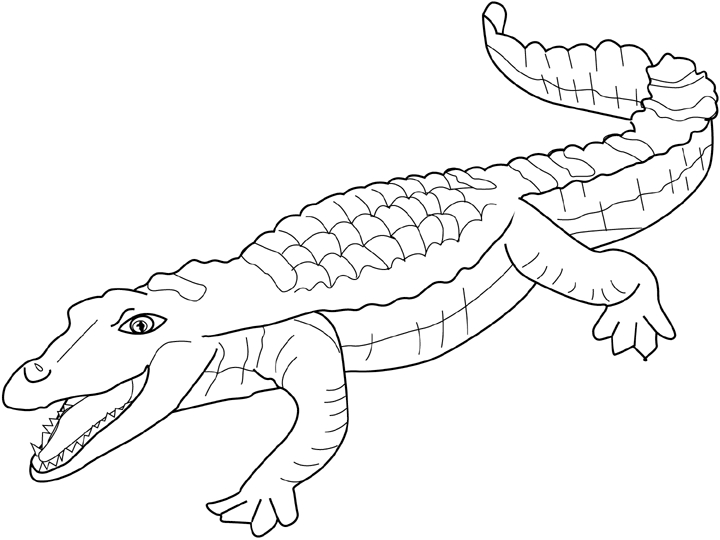 Un crocodile souriant se prélassant au bord de l'eau
