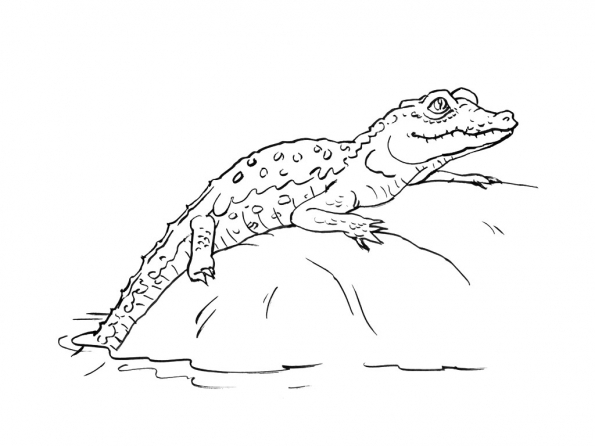 Un crocodile souriant au bord de l'eau dans son habitat naturel