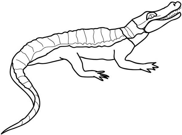 Coloriage d'un crocodile dans son habitat naturel