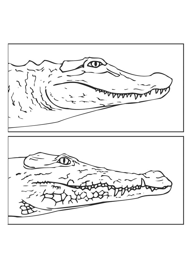 Un crocodile espiègle se prélassant au bord de l'eau