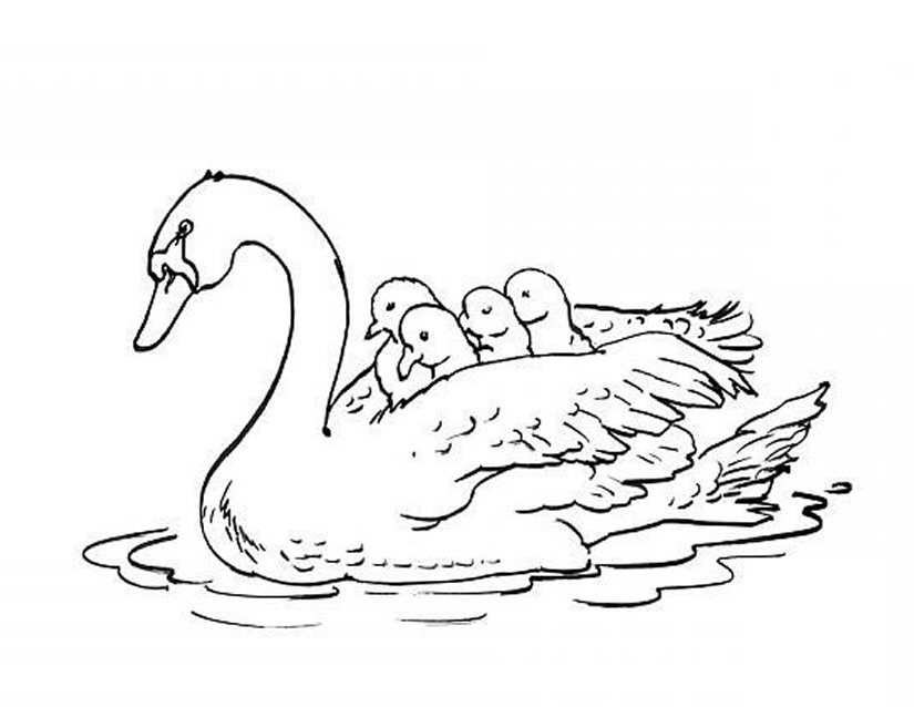 Un cygne majestueux nageant paisiblement sur un lac