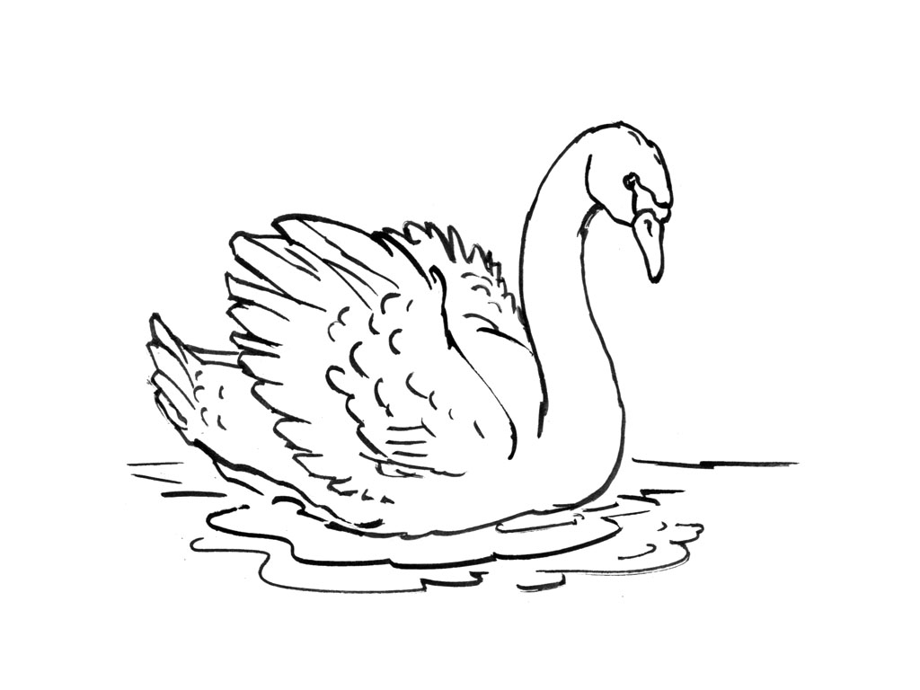 Cygne majestueux nageant sur un lac tranquille entouré de végétation