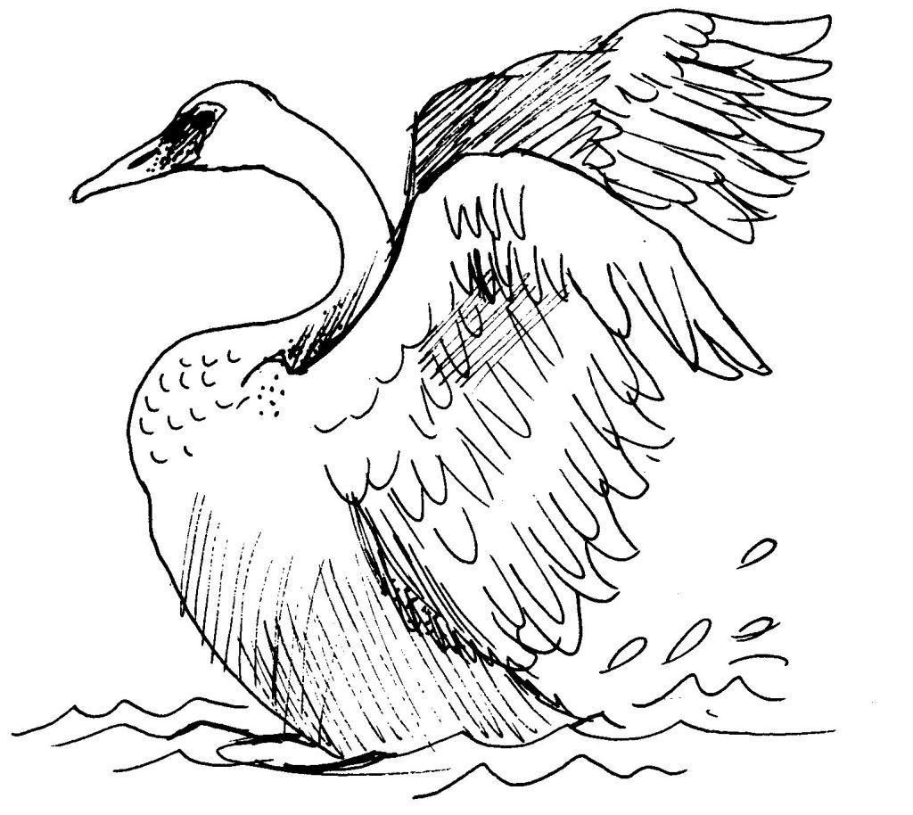 Un cygne majestueux glissant sur l'eau dans un décor naturel