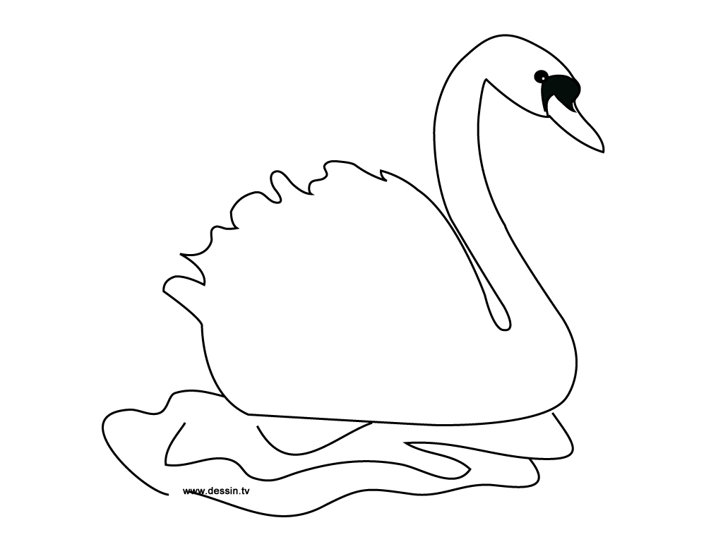 Un cygne majestueux nageant paisiblement sur un lac