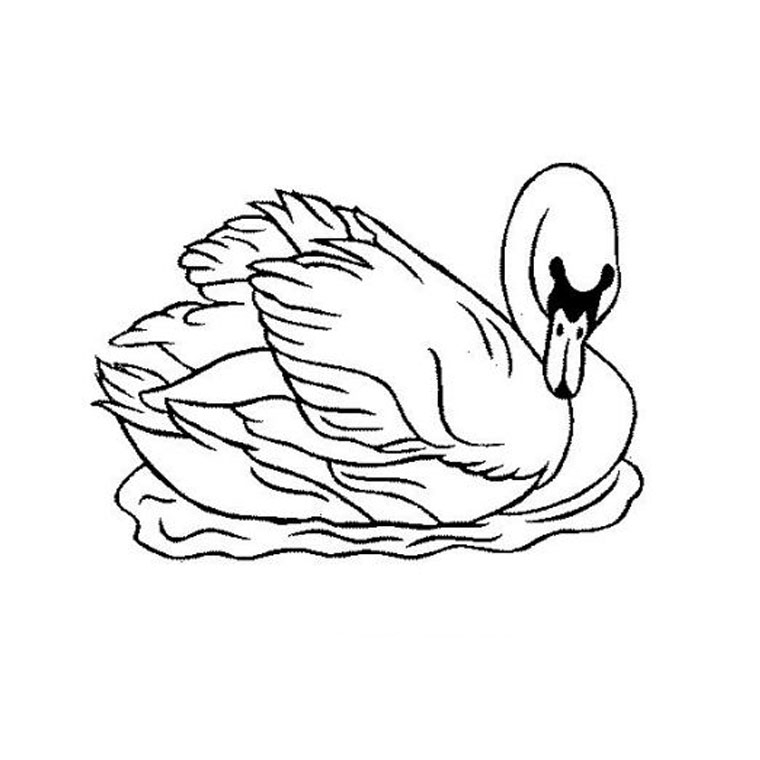 Un cygne majestueux nageant paisiblement sur un étang