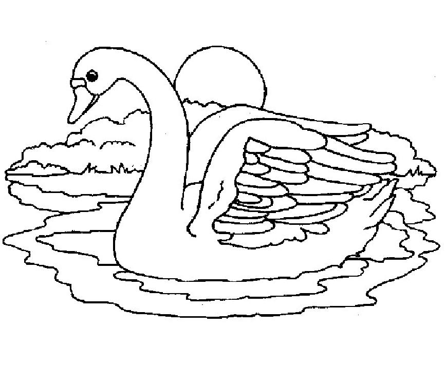 Un cygne majestueux glissant sur l'eau calme d'un lac
