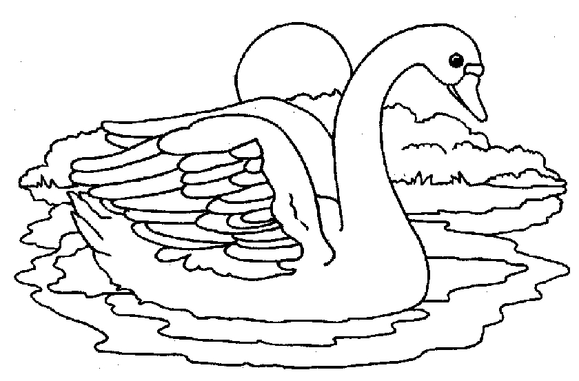 Un cygne majestueux nageant paisiblement sur un plan d'eau