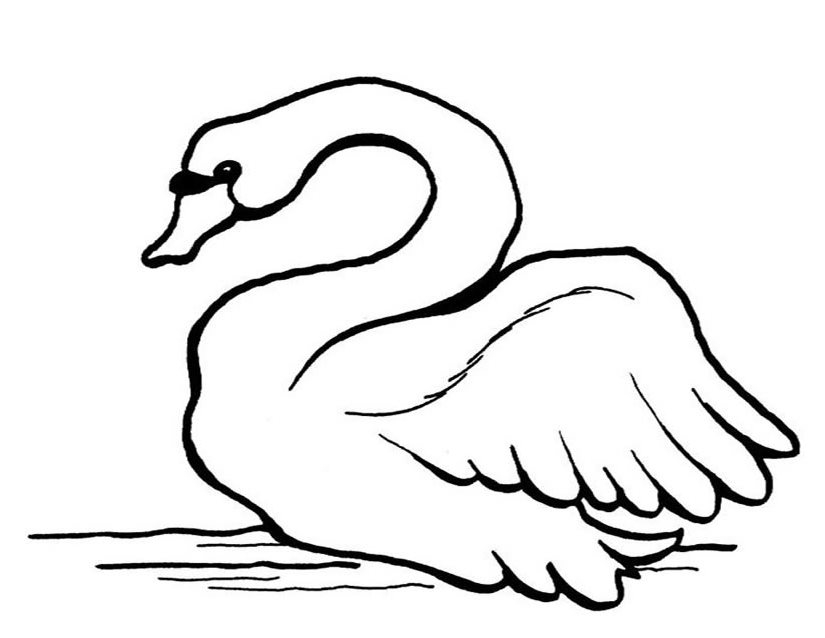 Un cygne majestueux nageant paisiblement sur un lac