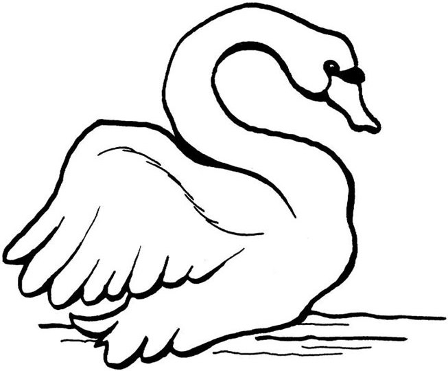 Un cygne majestueux sur un étang paisible