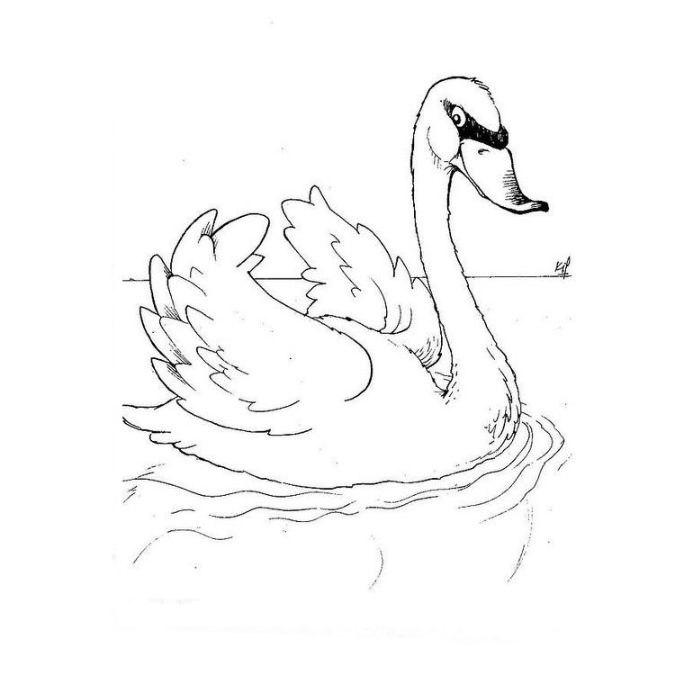 Coloriage d'un cygne élégant sur l'eau calme
