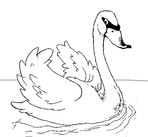 Un cygne majestueux nageant paisiblement sur un étang