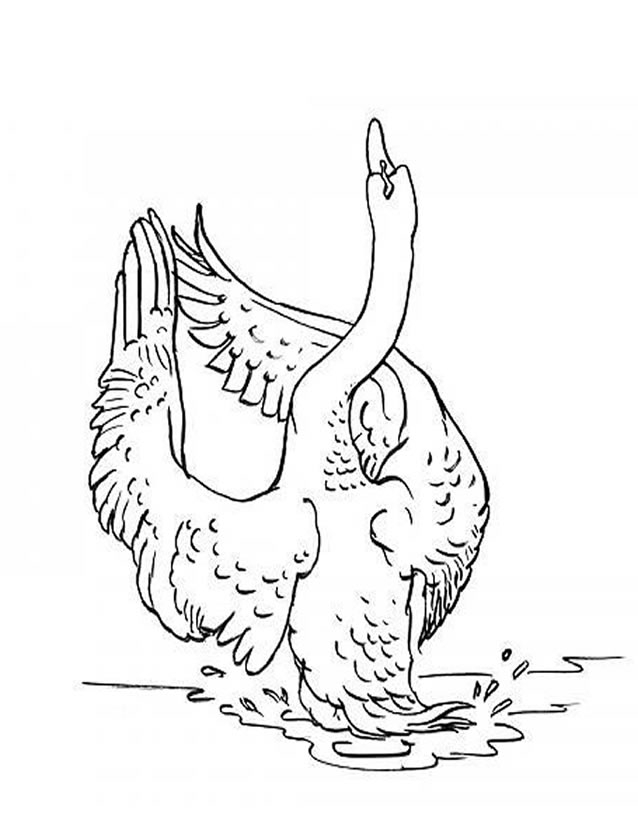 Un cygne gracieux nageant sur un étang paisible