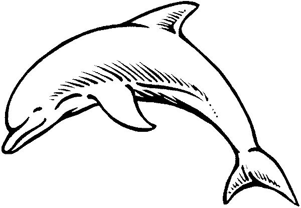 Un dauphin jouant dans les vagues de l'océan