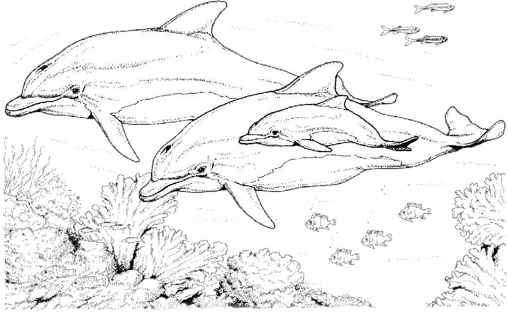 Un dauphin sautant joyeusement au-dessus des vagues