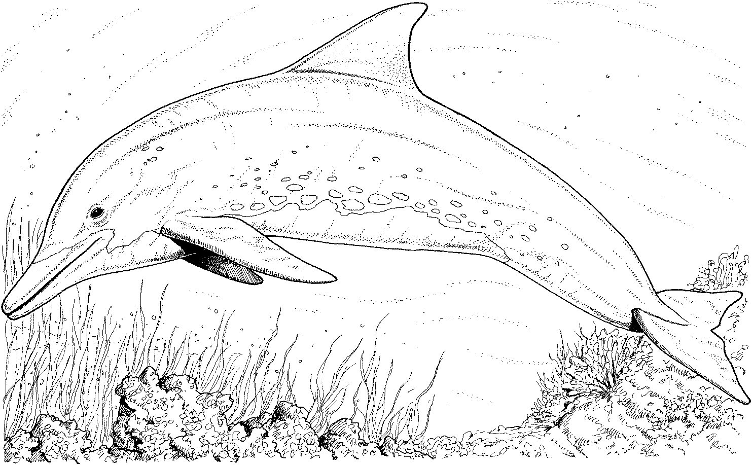 Un dauphin sautant joyeusement au-dessus des vagues