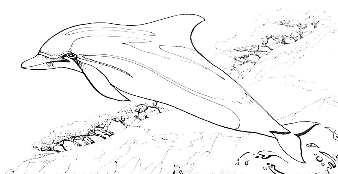 Un dauphin joueur sautant au-dessus des vagues Un dauphin joueur sautant au-dessus des vagues
