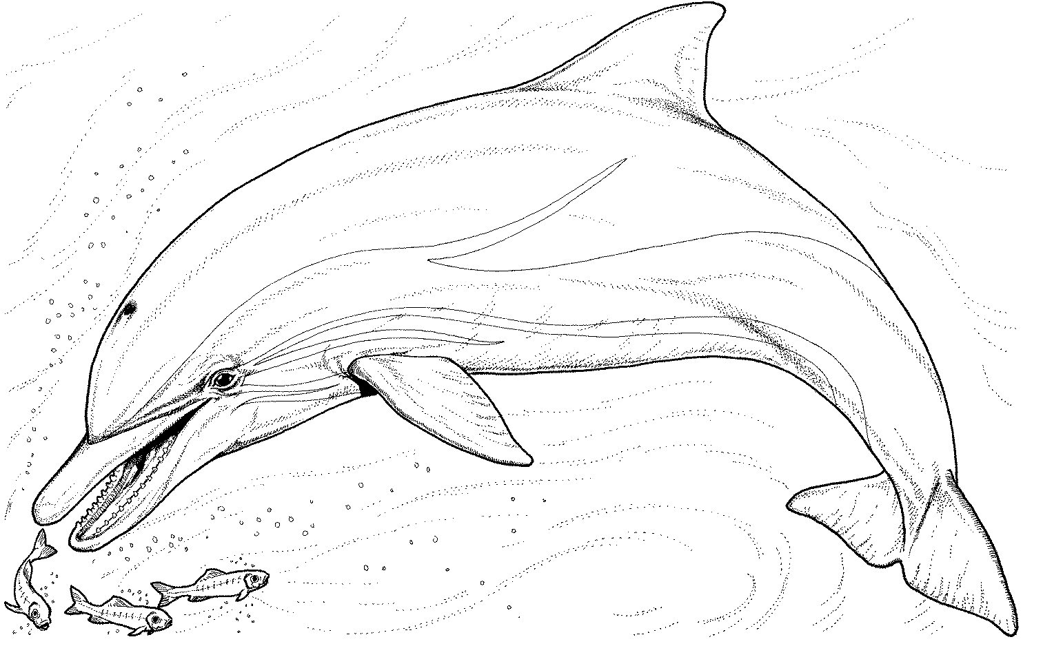 Coloriage d'un dauphin jouant dans l'océan