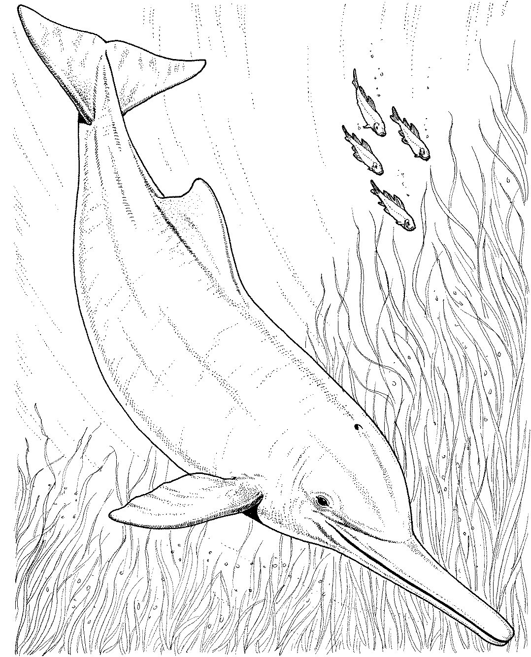 Un dauphin sautant joyeusement au-dessus des vagues