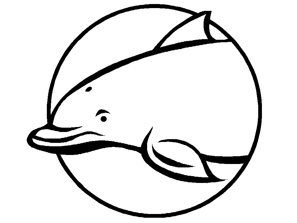 Un dauphin joueur dans les vagues de l'océan