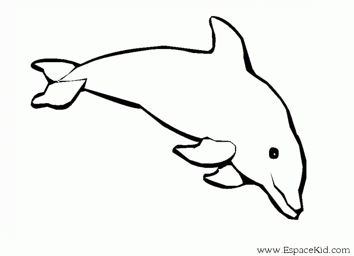 Un dauphin joueur dans l'océan