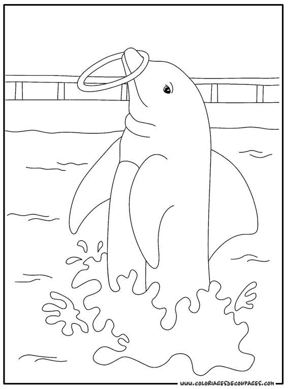Un dauphin joueur dans les vagues enjouées