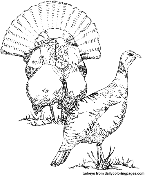 Coloriage d'une dinde ornée de plumes dans un décor automnal