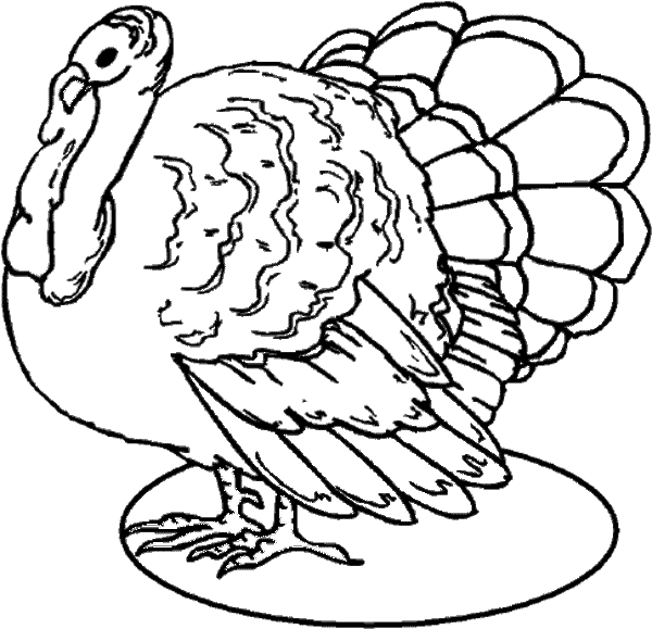 Coloriage d'une dinde au plumage coloré dans un environnement naturel