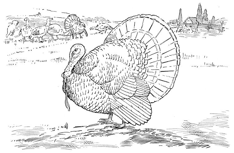 Coloriage d'une dinde dans un décor de fête