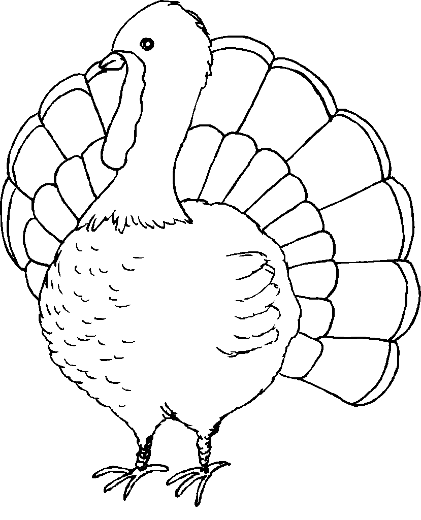 Coloriage d'une dinde en plein déploiement de plumes
