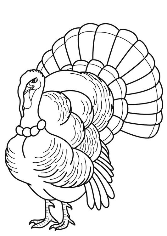 Coloriage d'une dinde avec des éléments naturels