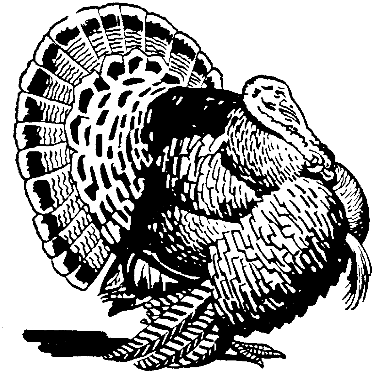 Coloriage d'une dinde ornée de détails festifs
